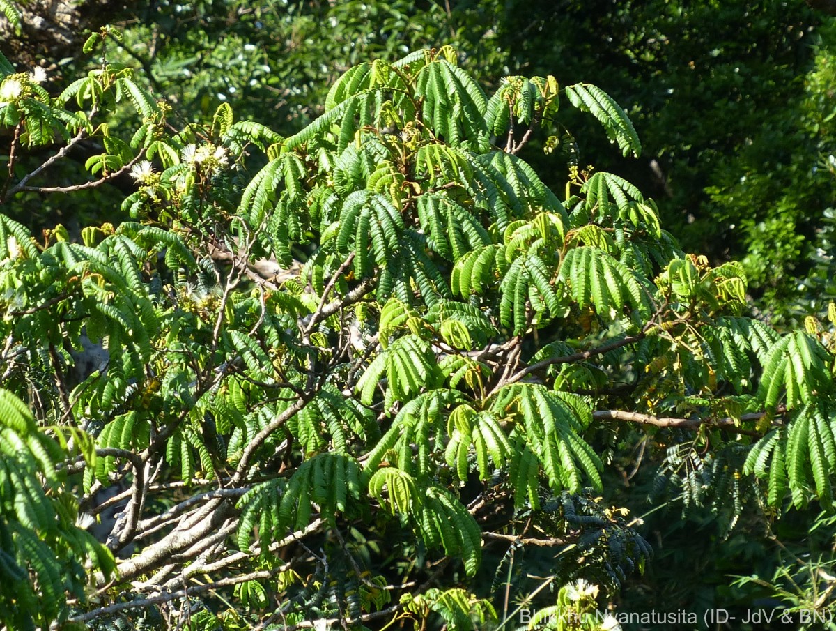 Archidendron clypearia subsp. subcoriaceum (Thwaites) I.C.Nielsen